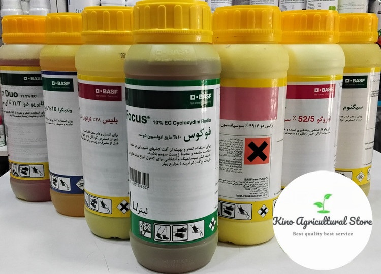 فوکوس باسف