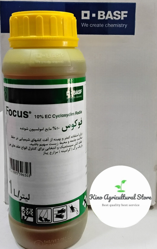 فوکوس باسف